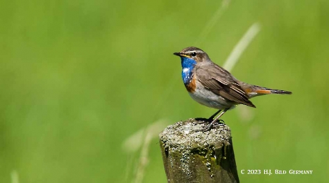 Blaukehlchen_1