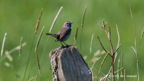 Blaukehlchen_3