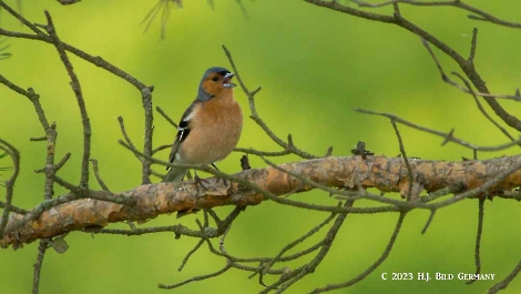Buchfink_1