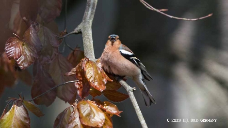 Buchfink_4