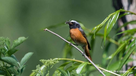 Gartenrotschwanz_1