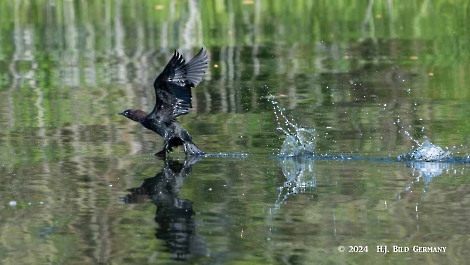 Kreuzfahrt zum Donaudelta  Delta Ankunft_5