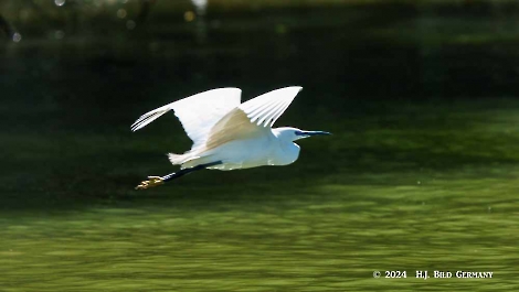 Kreuzfahrt zum Donaudelta  Delta Ankunft_8