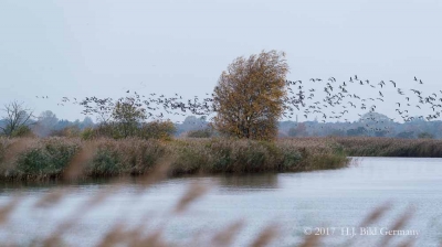 Vogel-Motive auf Fischland Darß Zingst im Herbst_34