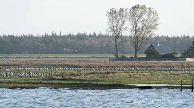Vogel-Motive auf Fischland Darß Zingst im Herbst_35