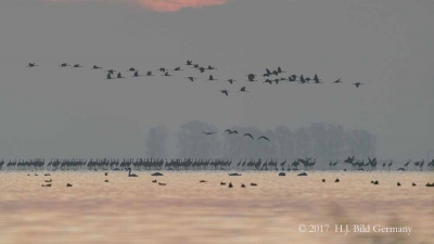 Vogel-Motive auf Fischland Darß Zingst im Herbst_48
