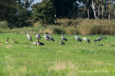 Vogel-Motive auf Fischland Darß Zingst im Herbst_50