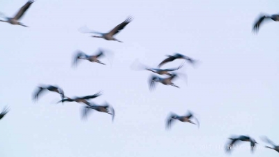 Vogel-Motive auf Fischland Darß Zingst im Herbst_73