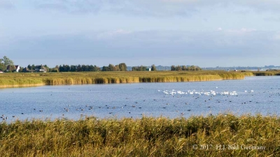 Vogel-Motive auf Fischland Darß Zingst im Herbst_74