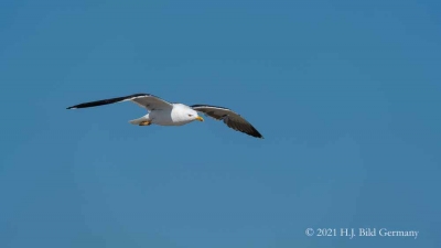 Helgolands Vogelwelt 