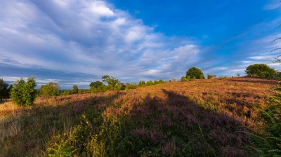 Lüneburger Heide im Sommer