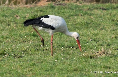 Storch_40